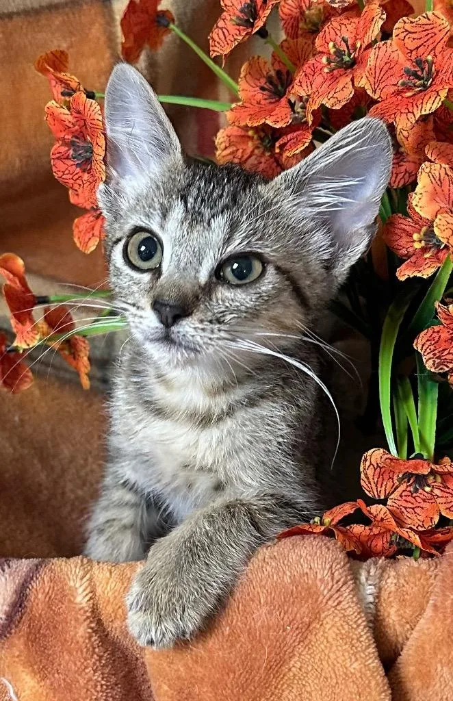 A baby small-sized female Domestic Short Hair cat named Gypsy for adoption in Stillwater, OK
