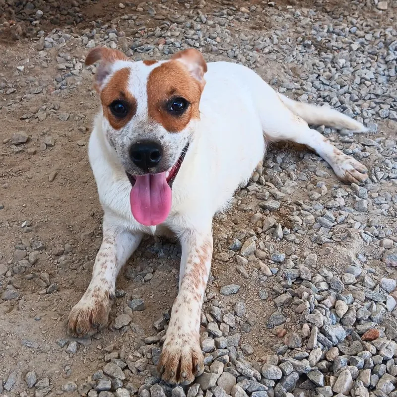 An adult medium-sized female Red / Chestnut / Orange Cattle Dog dog named Lilly for adoption in LOXAHATCHEE, FL