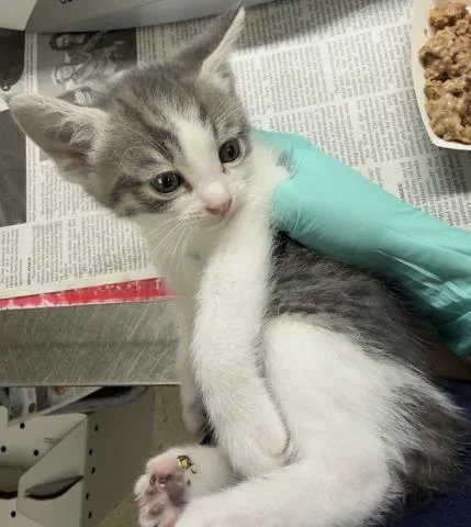 A baby small-sized female Domestic Short Hair cat named Mitsy for adoption in Riverside, CA
