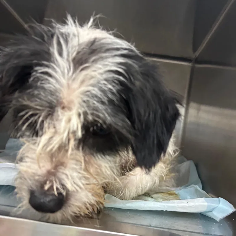 An adult small-sized male Mixed Breed dog named Spot for adoption in Corbin, KY