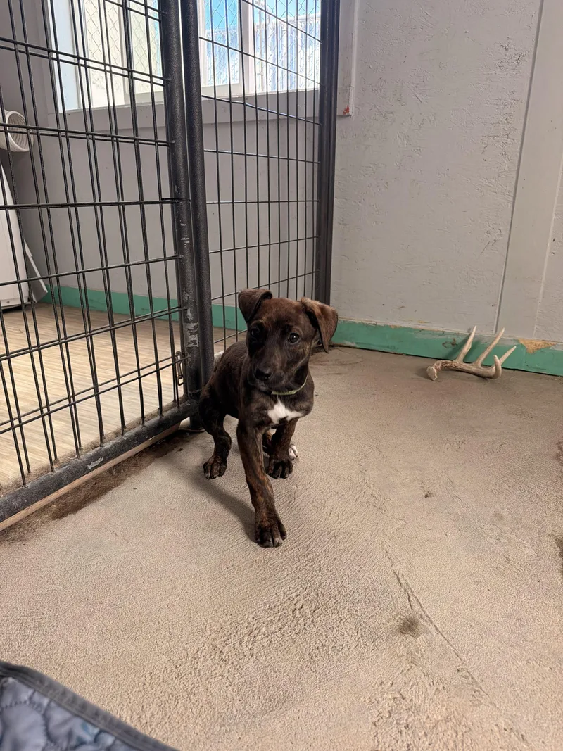 A baby small-sized female Brown / Chocolate Mixed Breed dog named Maxine for adoption in Dillon, MT