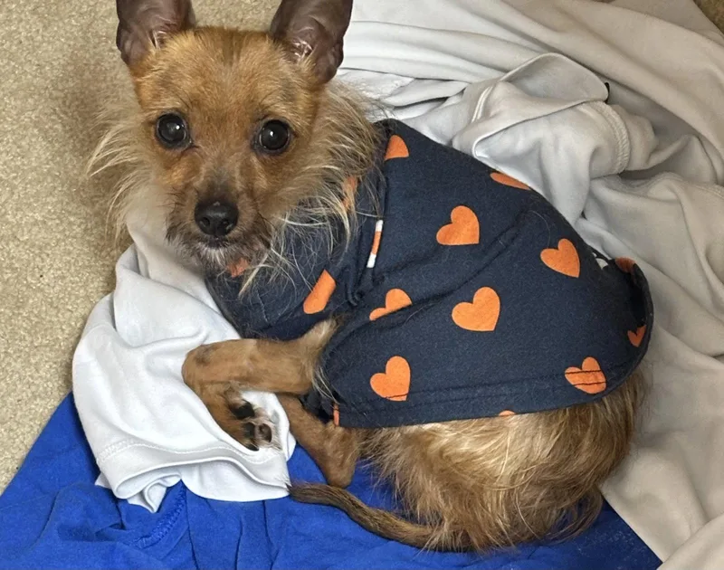 An adult small-sized female Yorkshire Terrier dog named Albie Amy for adoption in Alpharetta, GA