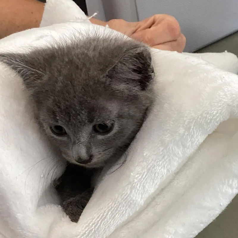 A baby small-sized male Gray / Blue / Silver Domestic Short Hair cat named Moses for adoption in Montgomery, AL