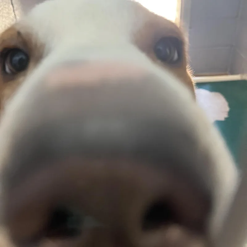 An adult medium-sized female Hound dog named Winkie for adoption in Kyle, TX