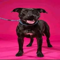 A young large-sized male Black Mixed Breed dog named Terry for adoption in Jacksonville, FL