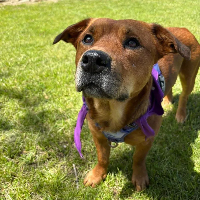 An adult medium-sized male Brown / Chocolate Mixed Breed dog named Jonah Hill for adoption in Dearborn, MI