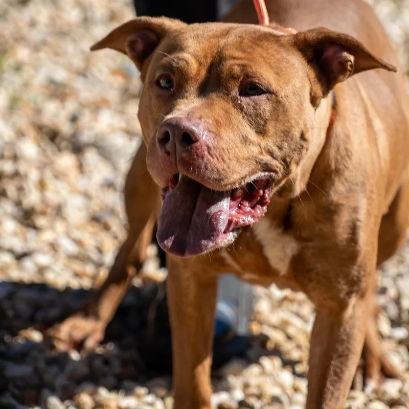 Frankie thumbnail 3