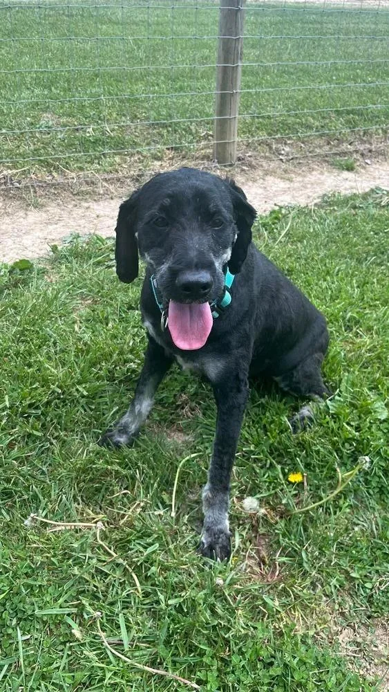 An adult large-sized male Black Labradoodle dog named Rc Adam for adoption in Aurora, IN