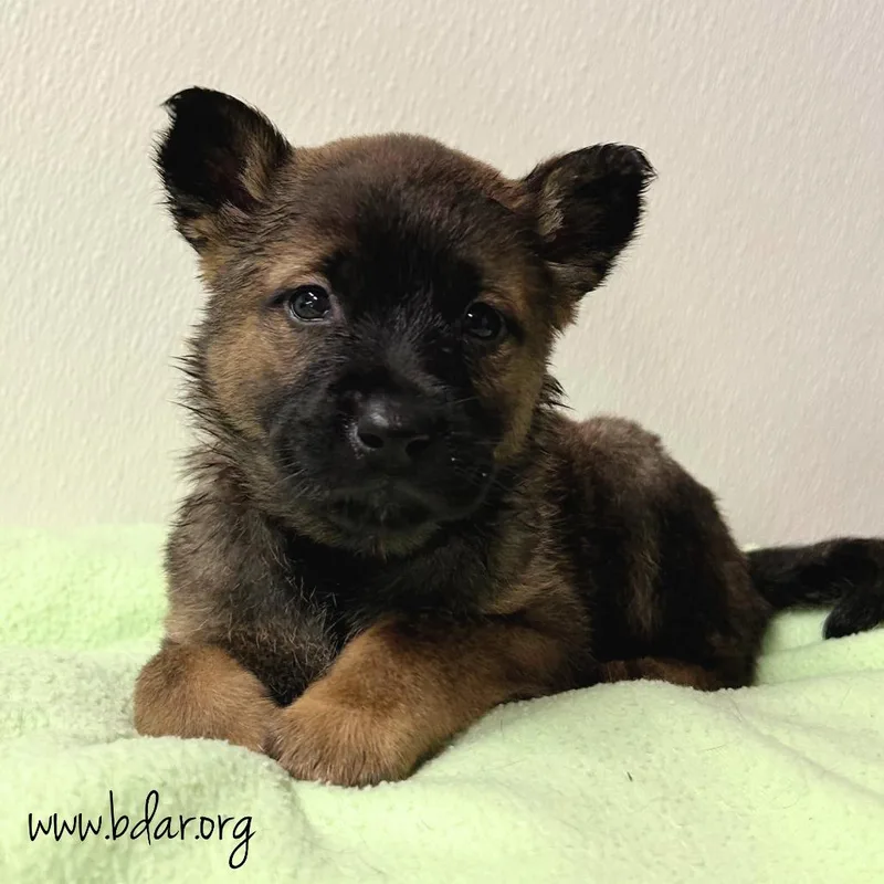 A baby medium-sized female Brown / Chocolate Mixed Breed dog named Zippy for adoption in Cheyenne, WY