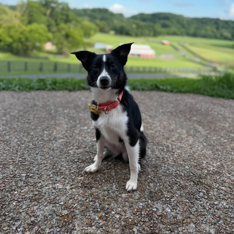 A young medium-sized female Border Collie dog named Eoline Oak for adoption in Thompson's Station, TN