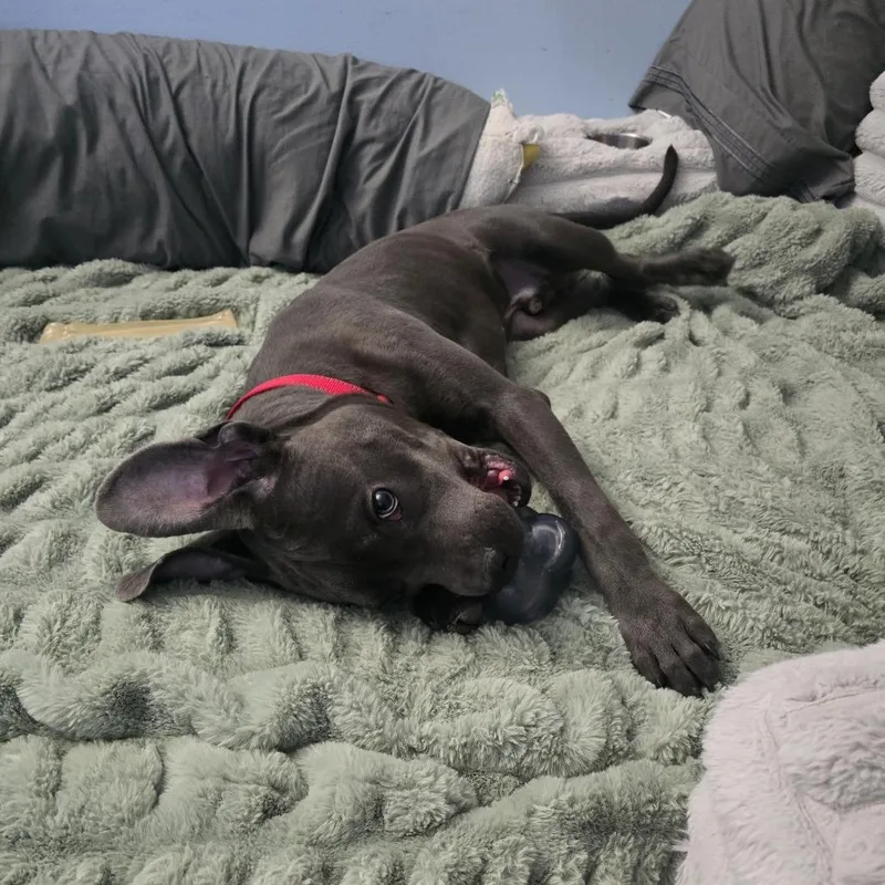 A young medium-sized male Gray / Blue / Silver Pit Bull Terrier dog named Julius for adoption in Jarrettsville, MD