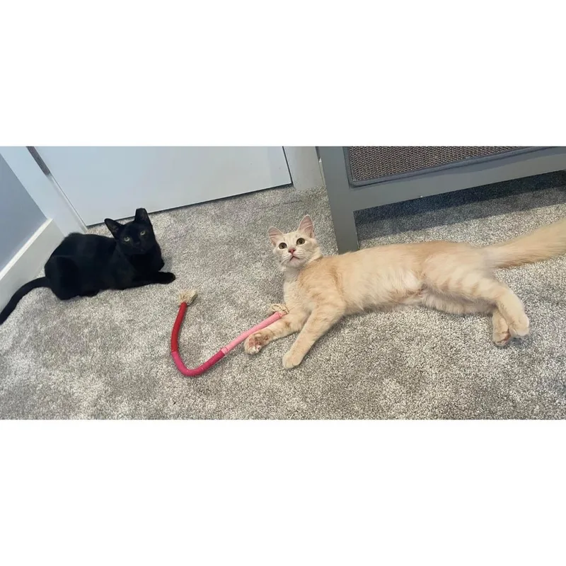 A baby medium-sized male Black Domestic Short Hair cat named Sammy for adoption in Morgan Hill, CA