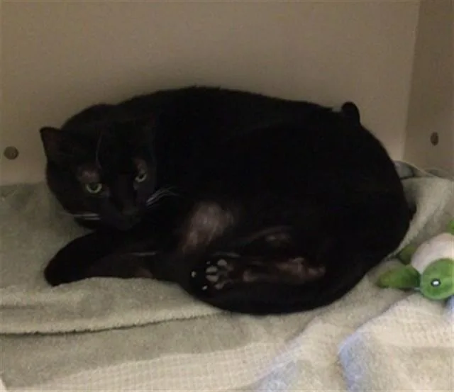 A senior small-sized male Bombay cat named Kirk for adoption in Brighton, CO