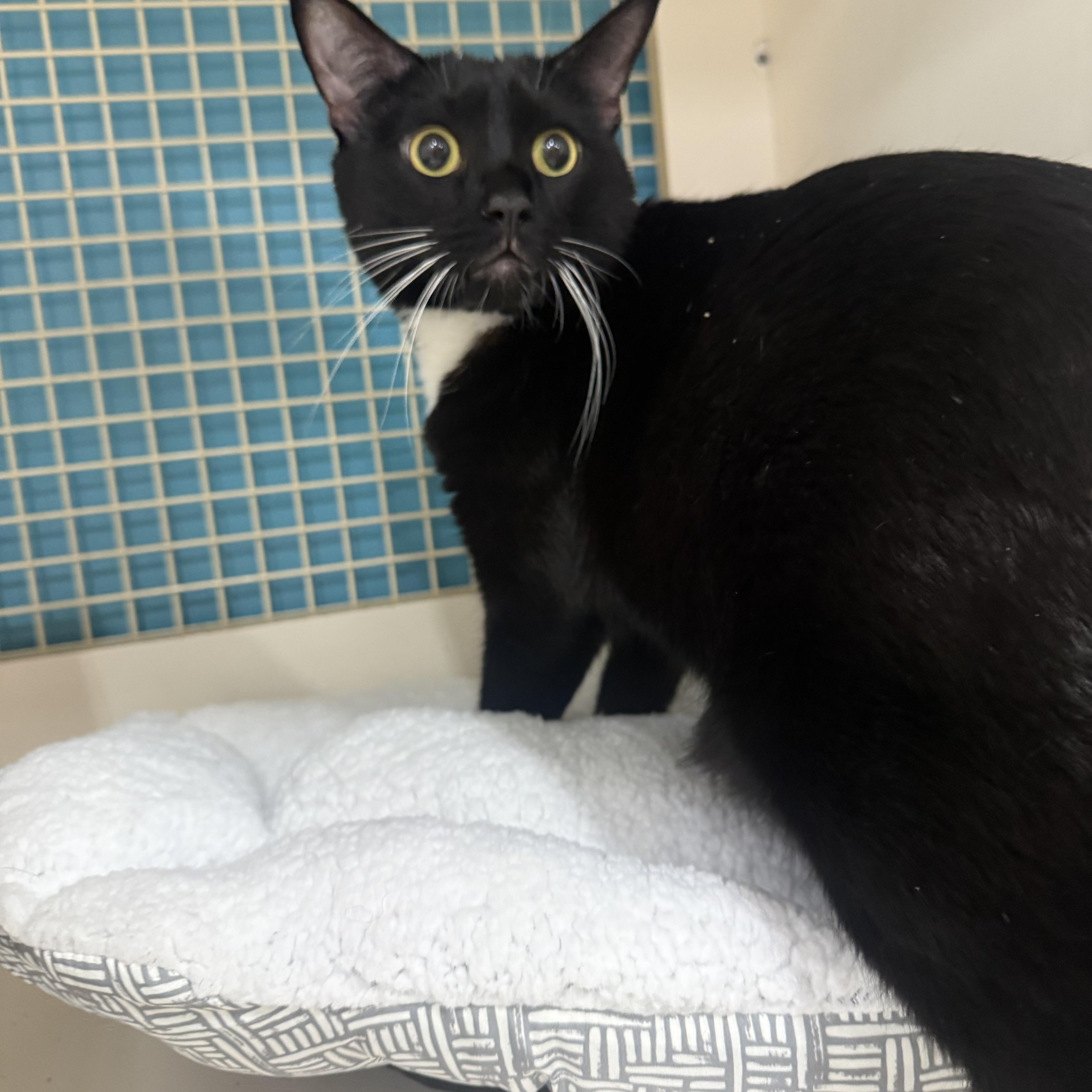An adult medium-sized male Black & White / Tuxedo Tuxedo cat named Fables for adoption in Las Vegas, NV