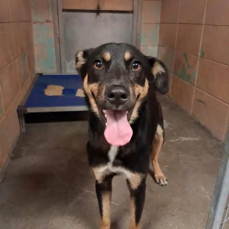 A baby medium-sized female Shepherd dog named Jewel for adoption in Gautier, MS