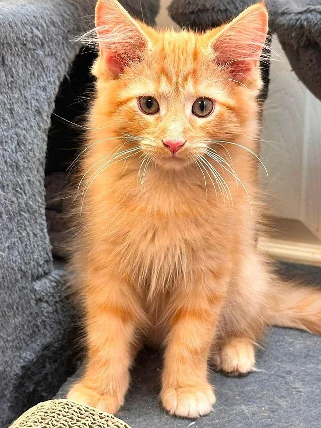 A baby medium-sized male Domestic Medium Hair cat named Larry for adoption in Powder Springs, GA