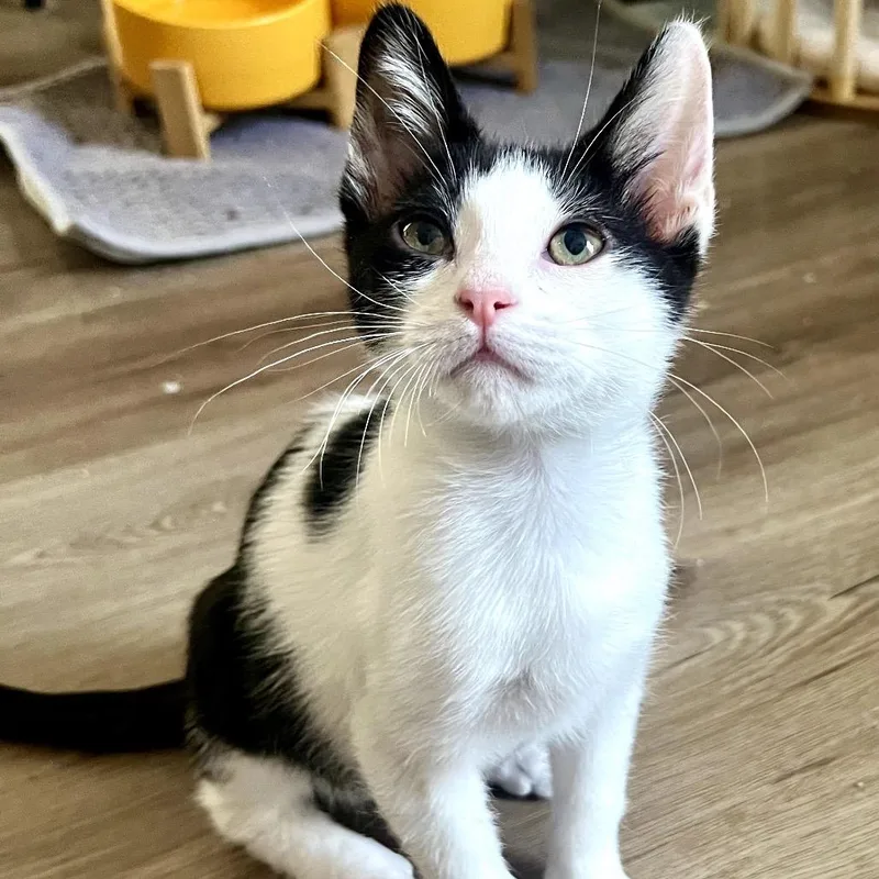 A baby small-sized male Black Domestic Short Hair cat named Zippy for adoption in Las Vegas, NV