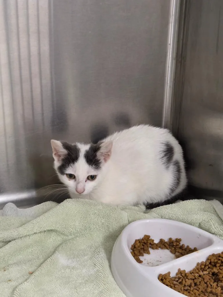 A young medium-sized male Domestic Short Hair cat named Pico for adoption in Athens, TN