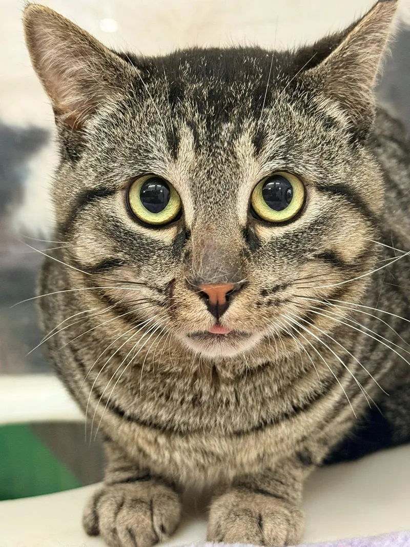 Wilbur thumbnail 3