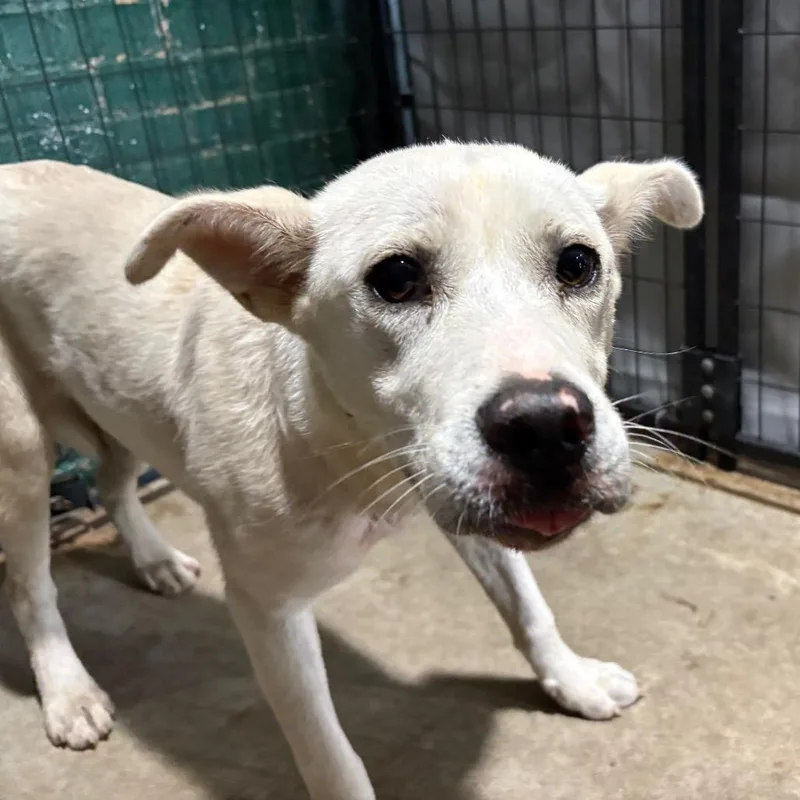 A young medium-sized female White / Cream Shepherd dog named Belmar for adoption in Birmingham, AL