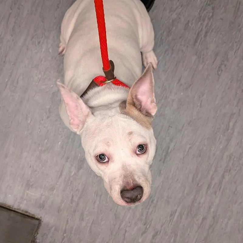 A young medium-sized female White / Cream Pit Bull Terrier dog named Adore Nala Faye for adoption in Chicago, IL