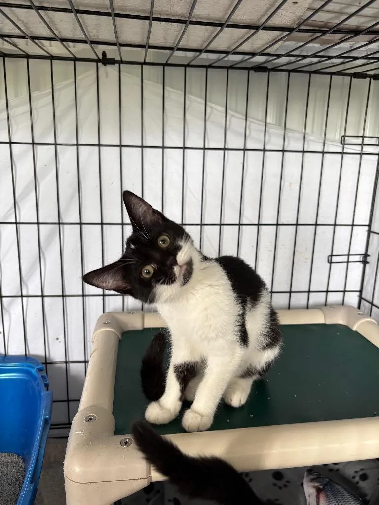 A baby medium-sized female Domestic Short Hair cat named Flo for adoption in Hartford City, IN