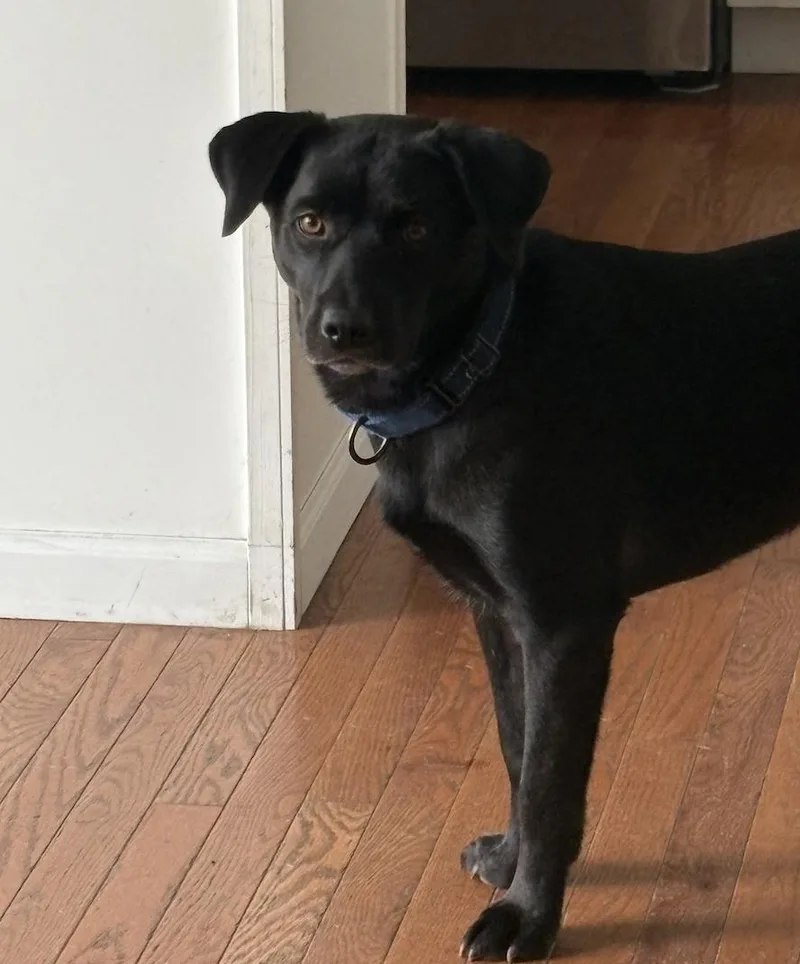 Blackie