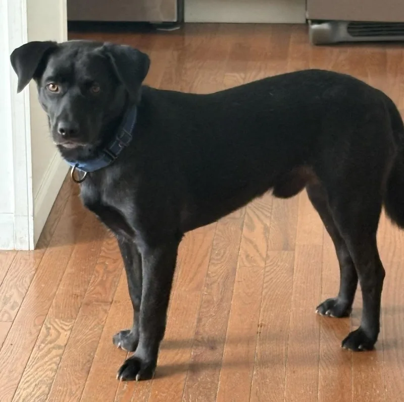 Blackie thumbnail 2