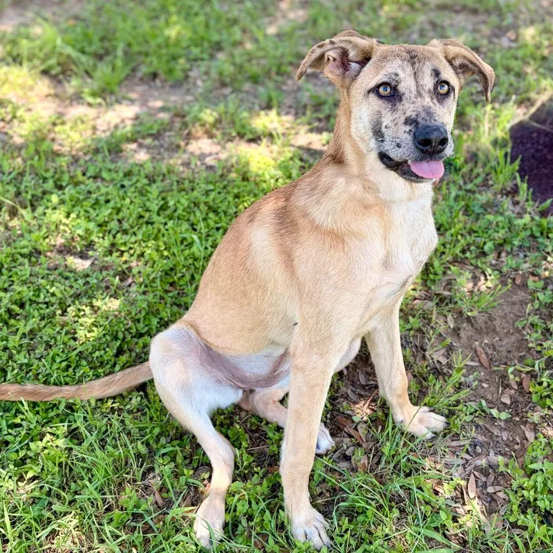 A young medium-sized female Brown / Chocolate Belgian Shepherd / Malinois dog named Ahsoka for adoption in Bastrop, TX