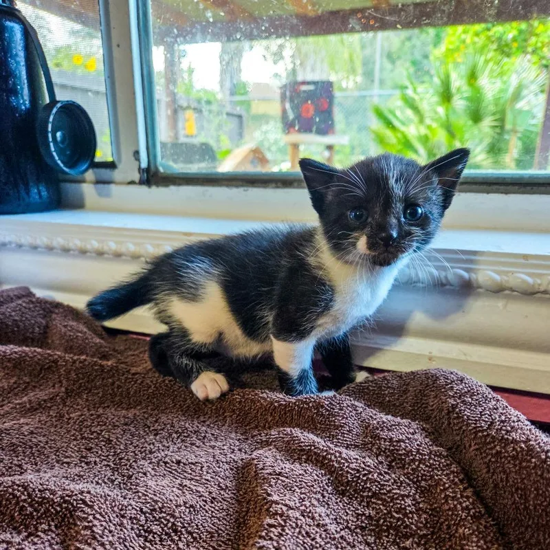 A baby small-sized male Black Domestic Short Hair cat named Twist for adoption in San Diego, CA