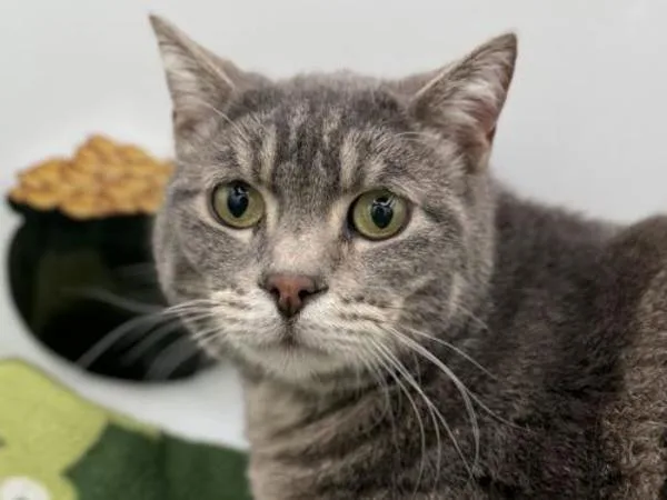 Marshall thumbnail 2