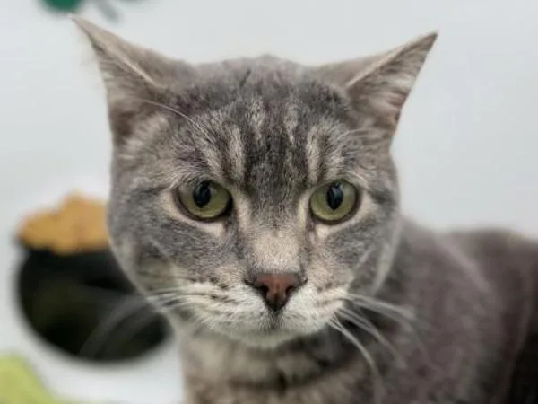 Marshall thumbnail 3