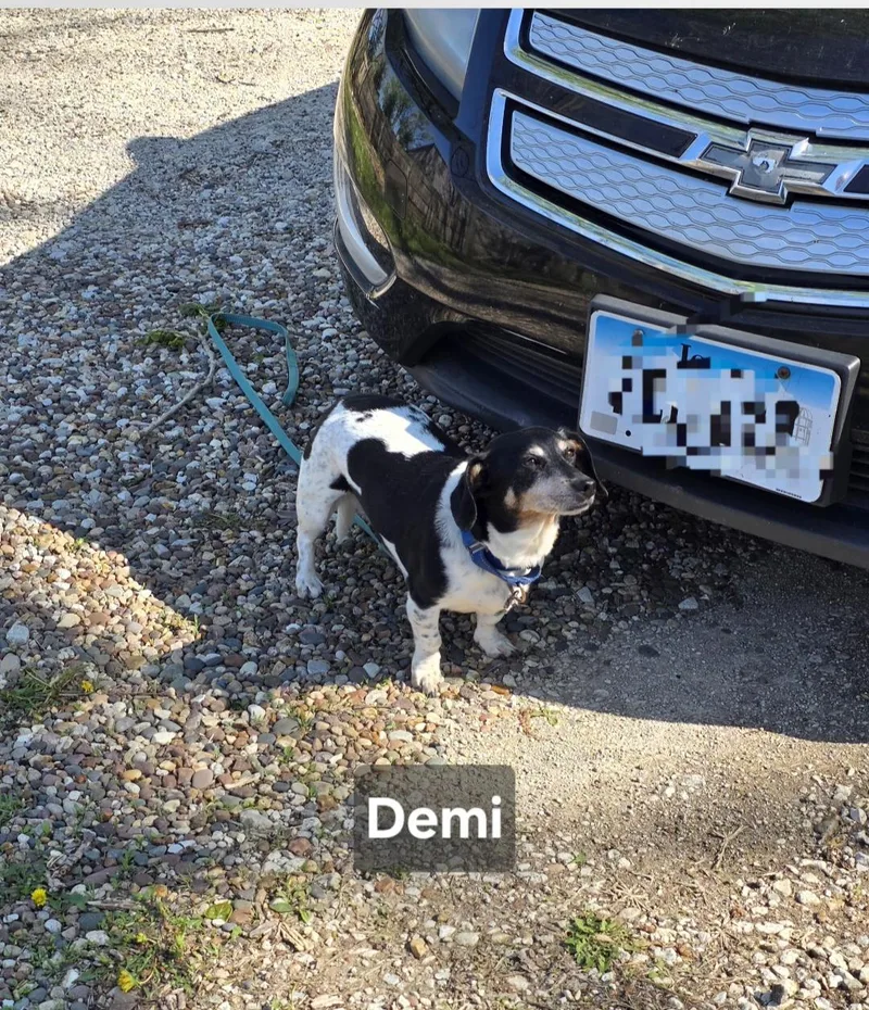 Demi