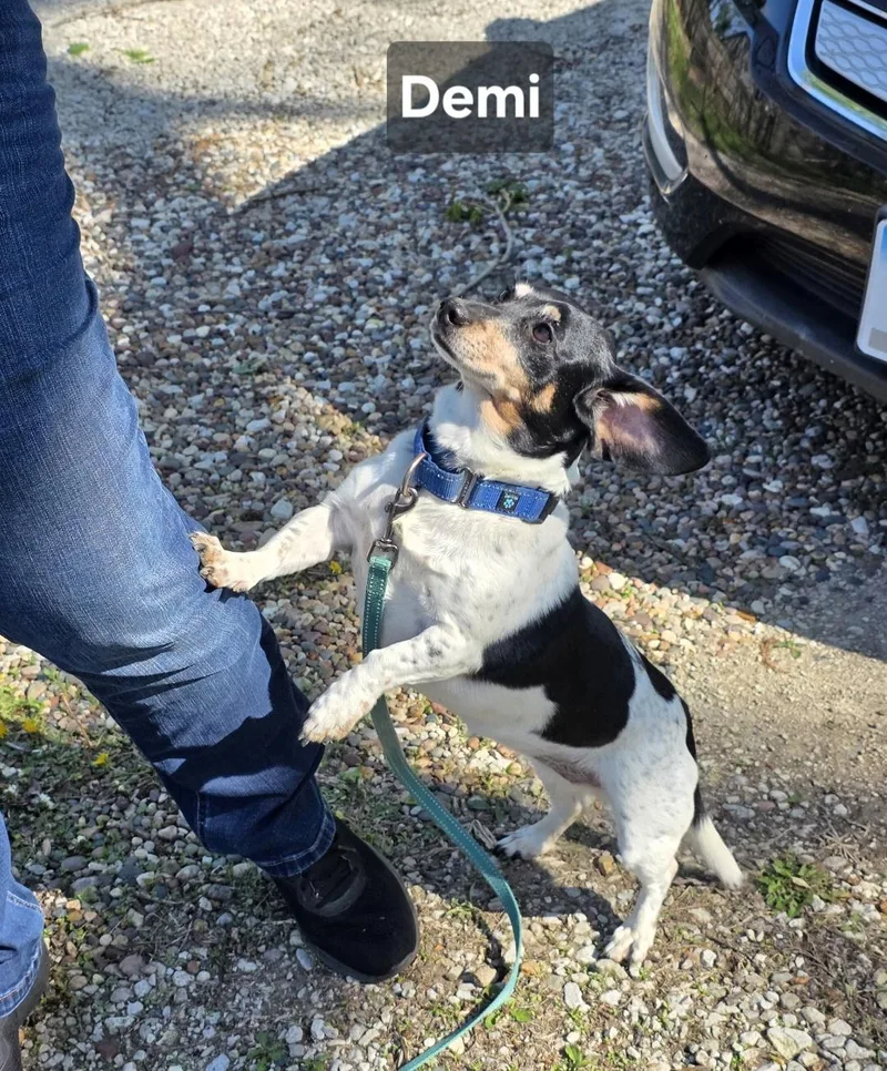Demi thumbnail 2