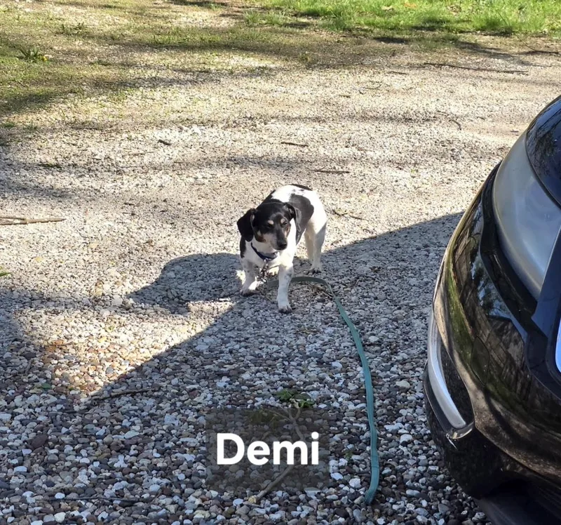 Demi thumbnail 4