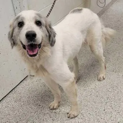 An adult extra large-sized female White / Cream Great Pyrenees dog named Snow for adoption in Kansas City, MO