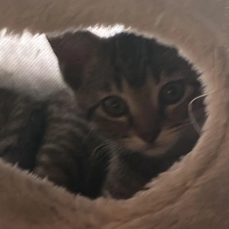 A baby medium-sized male Tabby (Brown / Chocolate) Domestic Short Hair cat named Cinders for adoption in Pittsburgh, PA