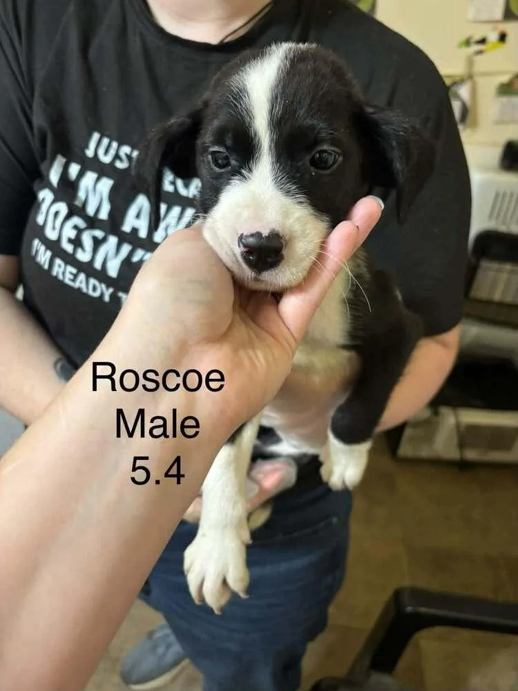 A baby medium-sized male Boxer dog named Johnson Rs : Roscoe for adoption in Aurora, IN