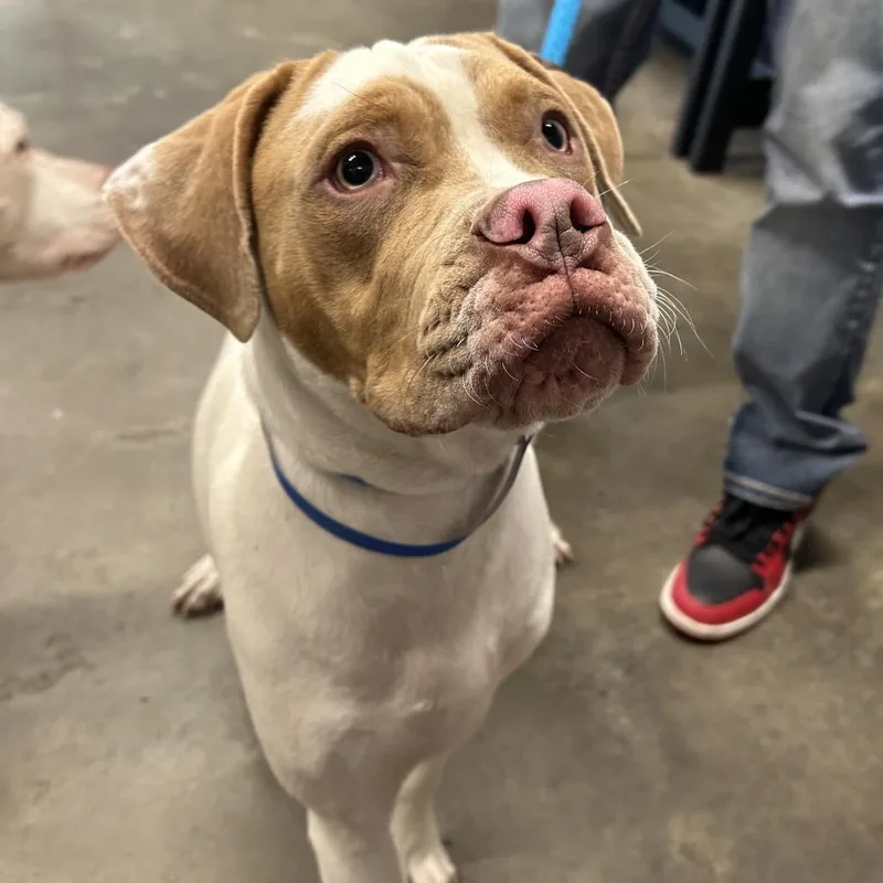 A young medium-sized male White / Cream Terrier dog named Myles for adoption in Tampa, FL