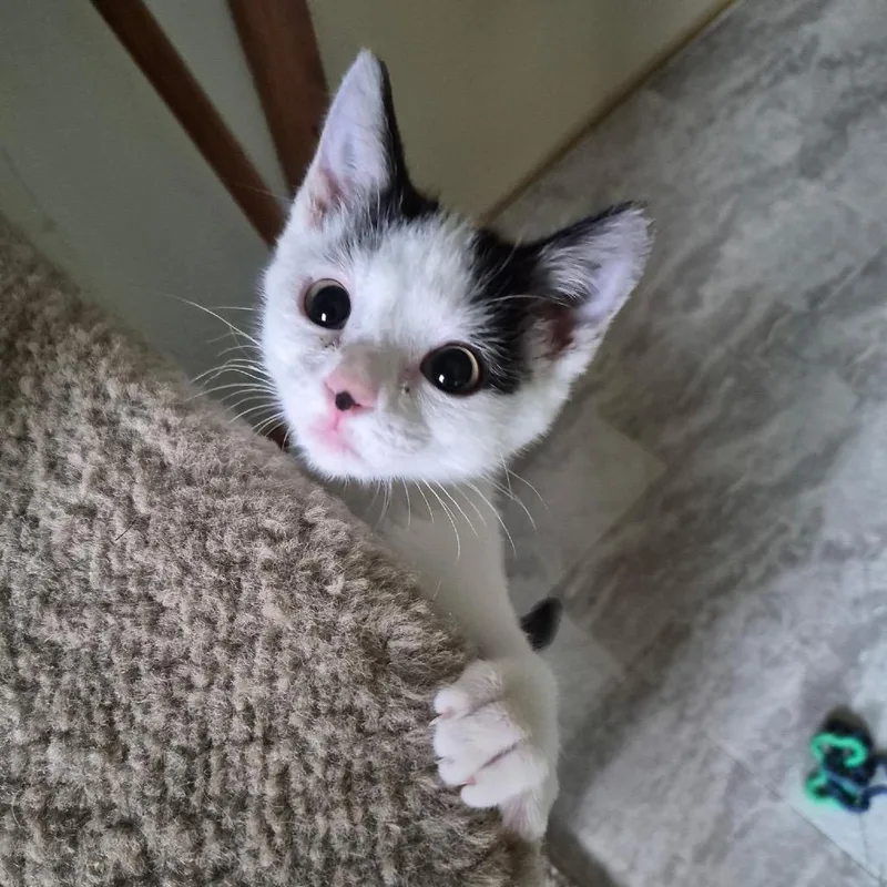 A baby small-sized female Domestic Short Hair cat named Bonnie for adoption in Blair, WI