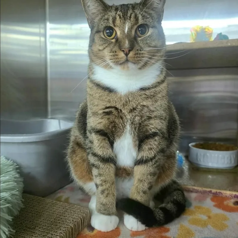 An adult medium-sized female Tabby (Brown / Chocolate) Domestic Short Hair cat named Texas for adoption in Warr Acres, OK