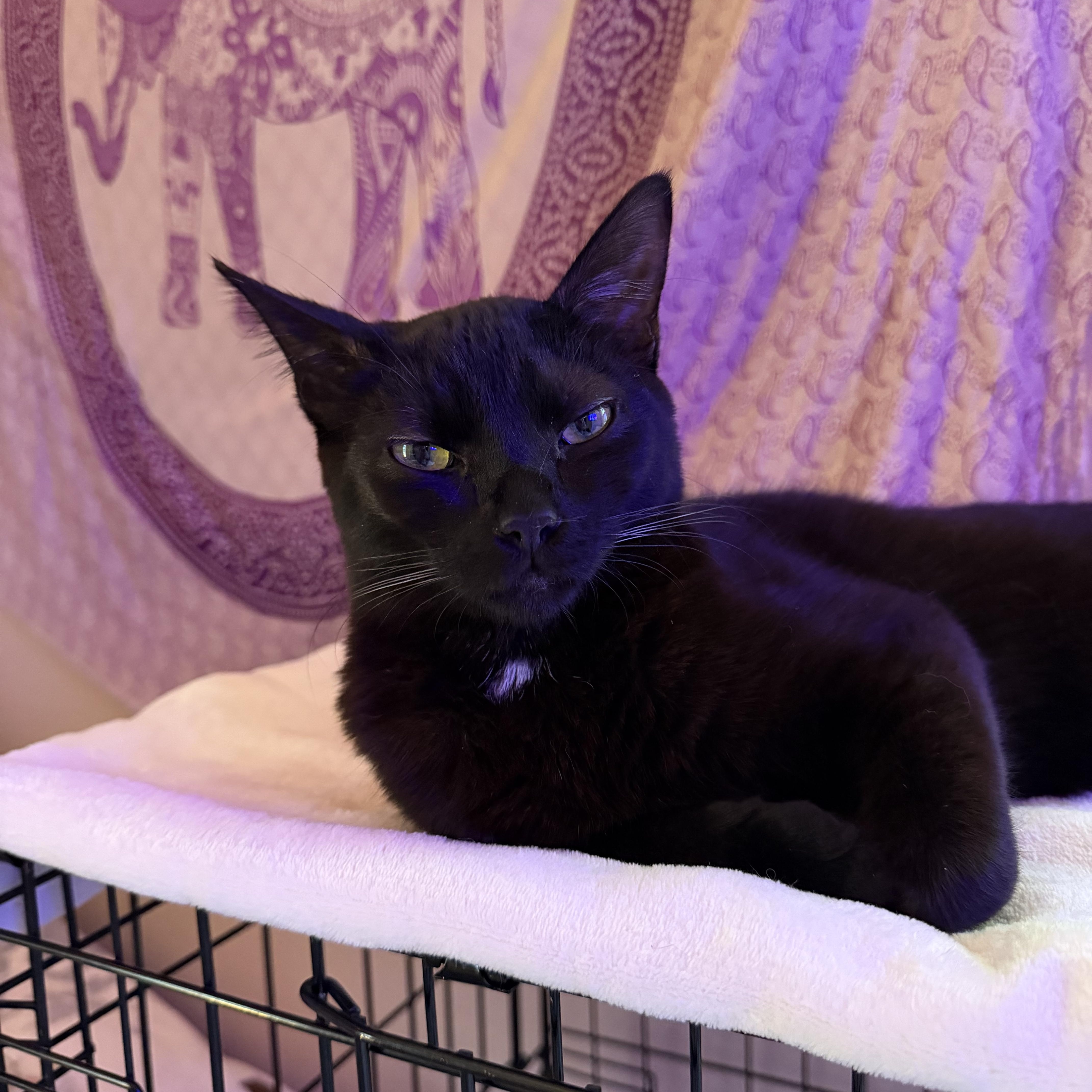 A young medium-sized male Domestic Short Hair cat named Theo & Otis the for adoption in Portland, OR