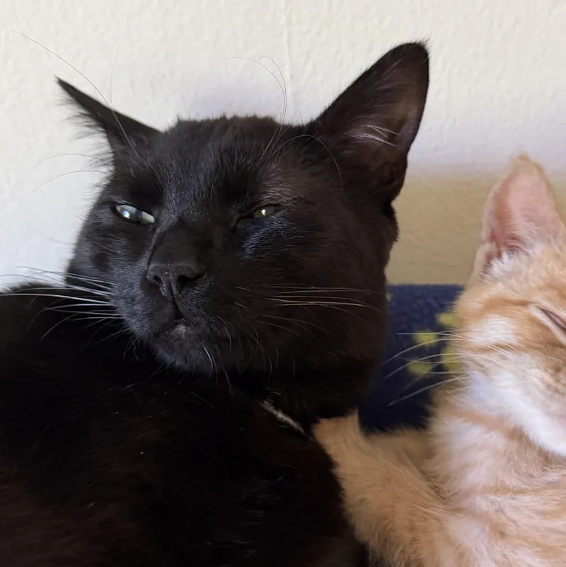 Theo & Otis the thumbnail 4