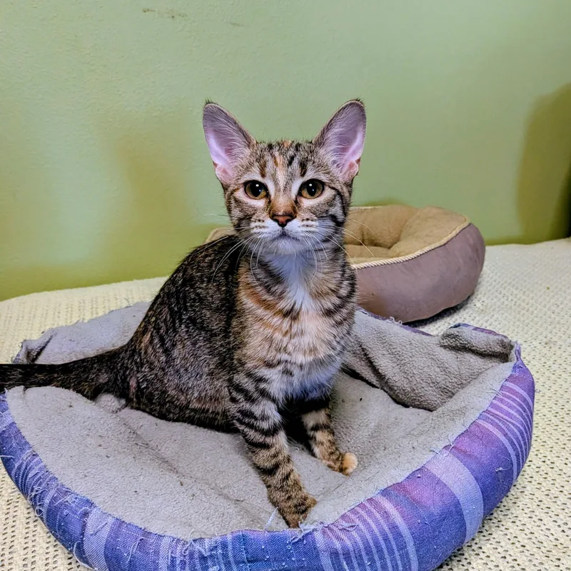 A baby medium-sized female Torbie Domestic Short Hair cat named Blaze for adoption in Owatonna, MN