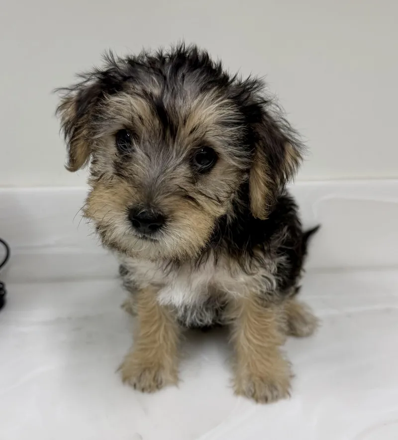 A baby small-sized male Black Yorkshire Terrier dog named Pooh for adoption in Los Alamitos, CA