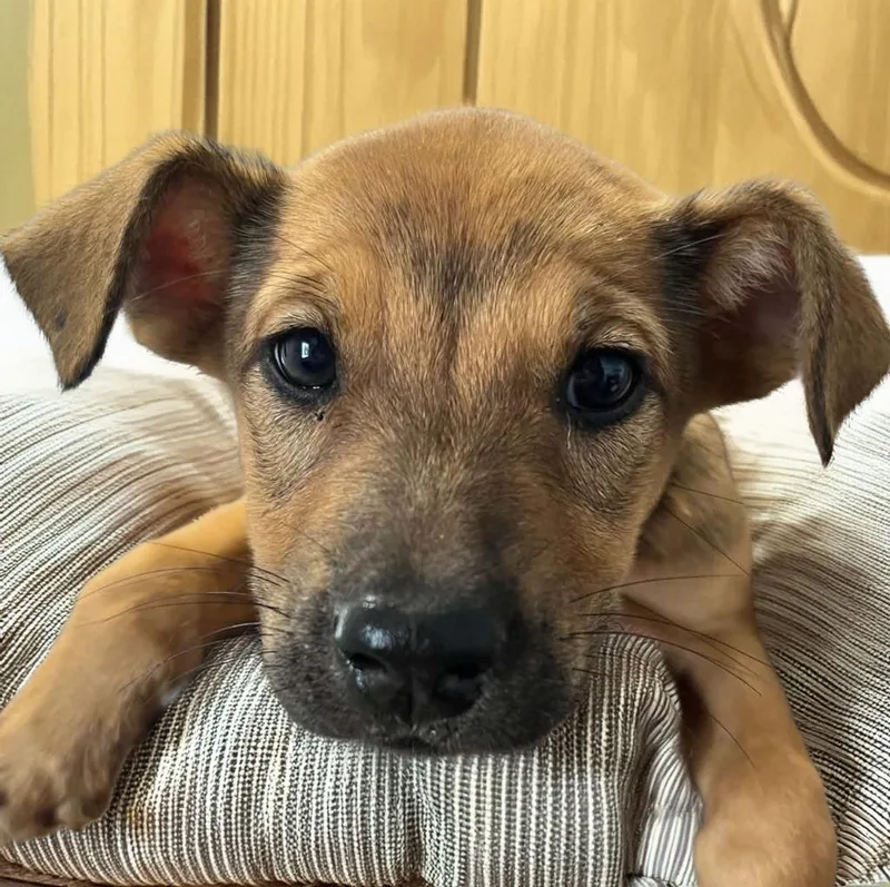 A baby small-sized female Terrier dog named Kimchi for adoption in Lavonia, GA