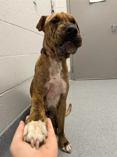 An adult large-sized male Shar-Pei dog named Louie for adoption in Indianapolis, IN