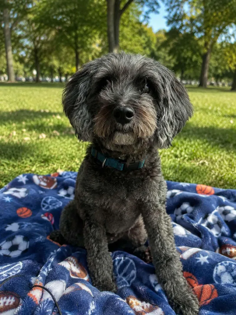 Benji