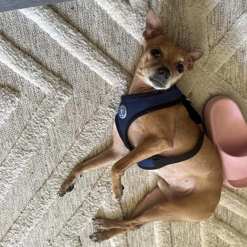 An adult small-sized male Yellow / Tan / Blond / Fawn Chihuahua dog named Joey for adoption in San Diego, CA