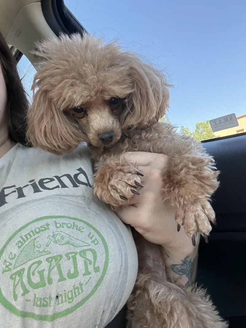 An adult small-sized female Apricot / Beige Poodle (Toy) dog named Annie for adoption in Fresno, CA